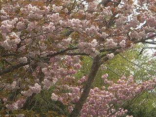 天城ハイランドの山桜