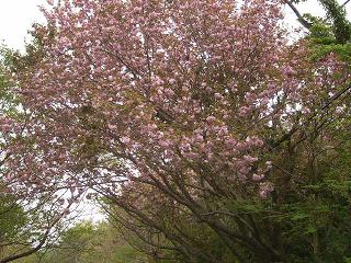 天城ハイランドの山桜