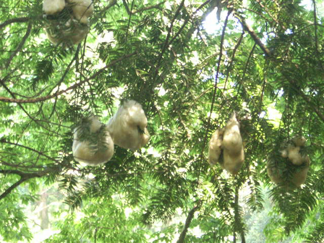樹上の卵群 - モリアオガエル