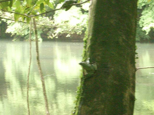 樹上のメス - モリアオガエル