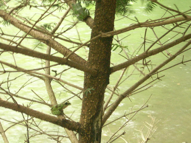 樹上のメス - モリアオガエル